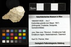 Foto (Objekt + Etiketten) von Eodromites grandis (von Meyer, 1857) 